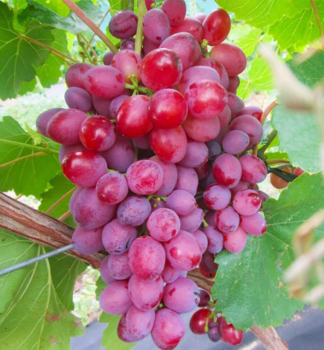 Vini� stolov� bezsemenn� rezistentn� �VELES�, zemn� bal