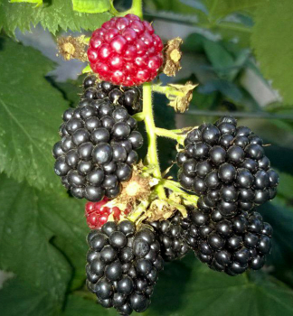 ernica beztov zakrsl BLACK DIAMOND 15-20 cm, kont. 2 l