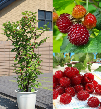 Malina �erven� st�povit� �TOWER HARA�, kont. 1 l