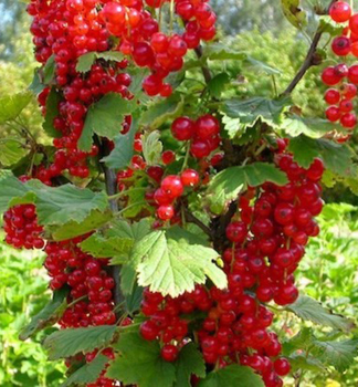 Rbeza stromkov HOLANDSK ERVENݴ na kmienku 50 cm, zemn bal