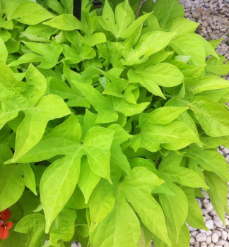 Povojn�k �LIGHT GREEN�, kont. 0,5 l