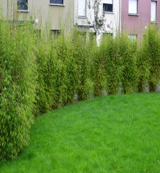 Bambus/ Fargesia angustisima 50-60 cm, kont. 2,5 l 