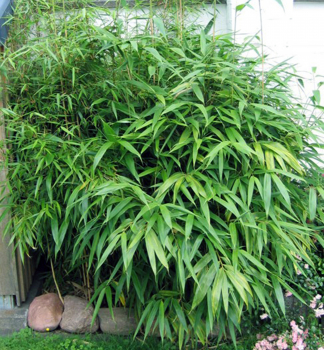 Bambus/Pseudosasa japonica 30-40 cm, kont. 3 l