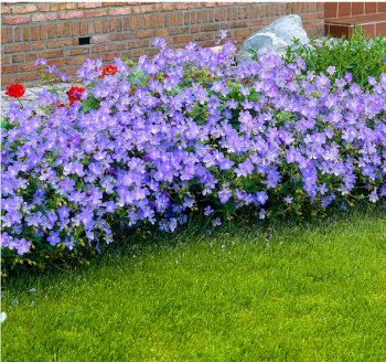 Pakost hybridn JOHNSONS BLUE kont. 0,5 l