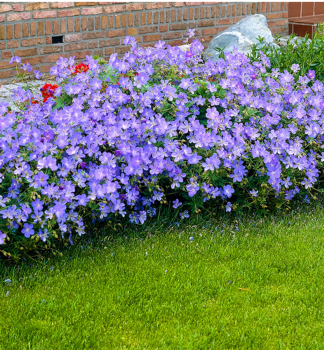 Pakost hybridn� �JOHNSON�S BLUE� kont. 0,5 l