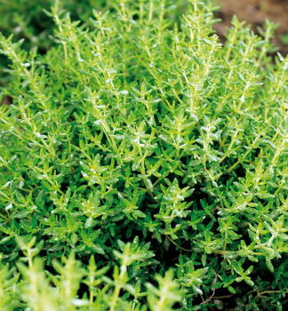 D��ka tymi�nov� �FREDO� kont. 1 l