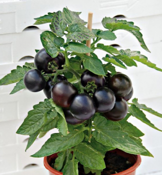 Raj�ina kol�kov� �PURPLE BOY��, kont. 1 l