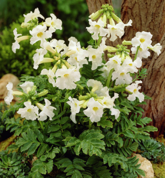 Incarvillea delavayi �SNOWTOP� kont. 2 l