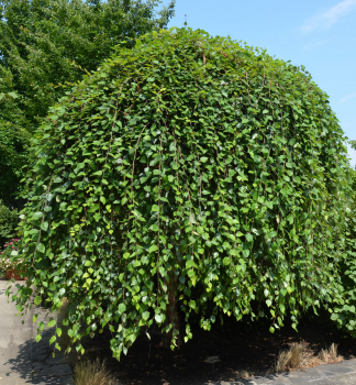 Breza �ierna �SUMMER CASCADE� na kmienku 180 cm, kont. 25 l