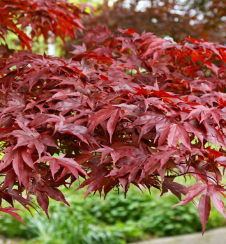 Javor dla�ovitolist� �FIREGLOW� 50-60 cm, kont. 3 l