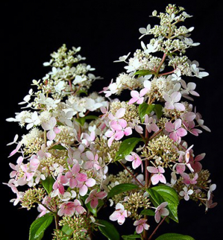 Hortenzia metlinat� �CONFETTI� 30-40 cm, kont. 2,5 l