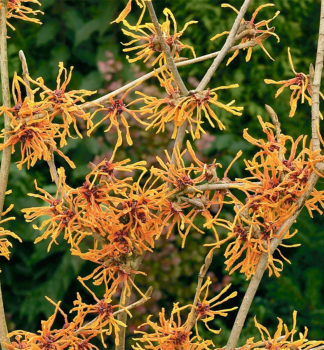 Hamamel prostredn� �APHRODITE�, 50-60 cm, kont. 4 l