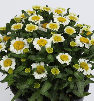 Margar�ta ve�ko�borov� �SWEET DAISY SHELLY�� kont. 0,5 l