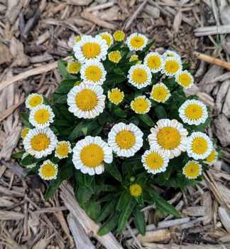 Margar�ta ve�ko�borov� �SWEET DAISY SHELLY�� kont. 0,5 l