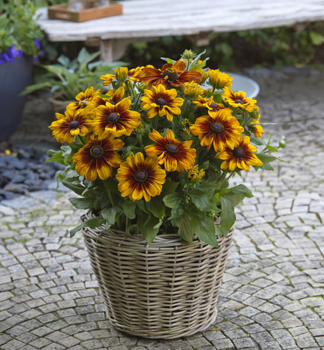 Rudbekia �SUNBECKIA�LUNA�, kont. 0,5 l