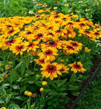 Rudbekia �SUNBECKIA�LUNA�, kont. 0,5 l