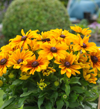 Rudbekia �SUNBECKIA�MARILYN�, kont. 0,5 l