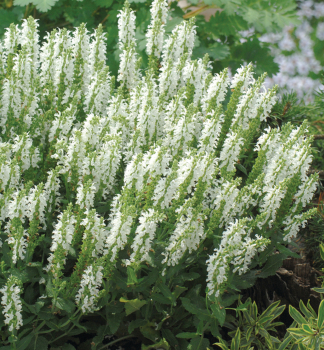 alvia hjna SENSATION WHITE, kont. 0,5 l