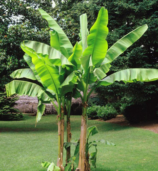 Mrazuvzdorný banánovník ´MUSA BASJOO´ 40-50 cm, kont. 1,6 l