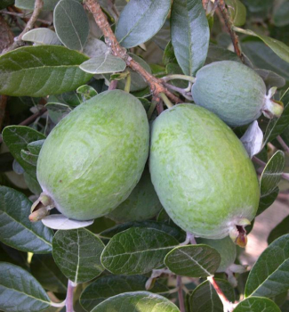 Fejchoa (Ananásová Guava) 40-50 cm, kont. 2 l