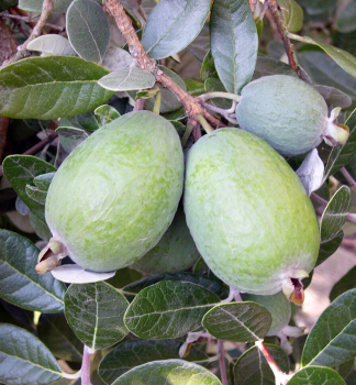 Fejchoa (Ananásová Guava) 50-60 cm, kont. 2 l