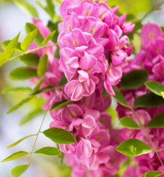 Ag�t �CASQUE ROUGE� 270-280 cm, kont. 12 l