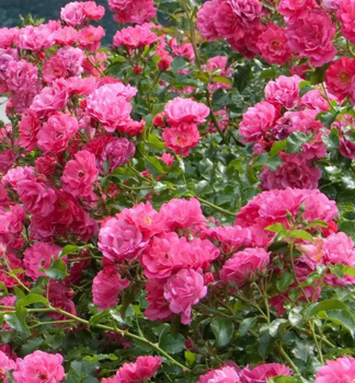 Ruža pôdopokryvná ´NOATRAUM´ 15-20 cm, kont. 1,4 l