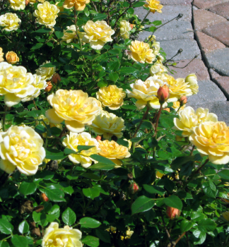Ruža pôdopokryvná ´YELLOW FAIRY´ 15-20 cm, kont. 1,5 l