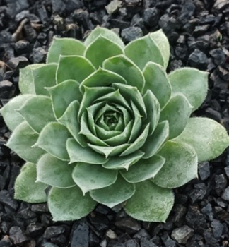 Skalnica BIG SAM JUMBO GREEN, kont. 0,5 l