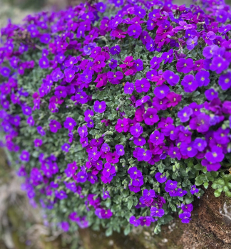 Tari�ka �AUDREY PURPLE SHADES� kont. 1 l