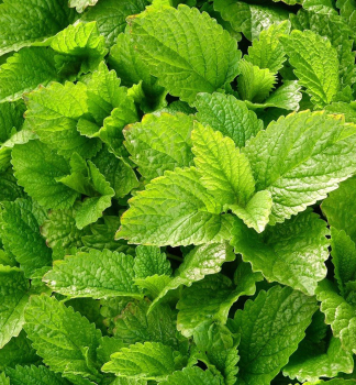 Medovka lek�rska, kont. 1,5 l