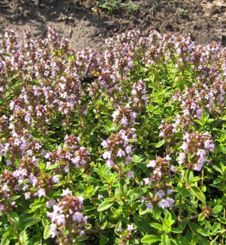 D��ka tymi�nov� �SHEPHERDS� kont. 0,5 l