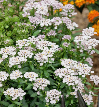 Obr�zok (9)