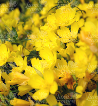 Obr�zok (5)