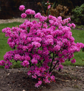 Rododendron ´PRAECOX´ 20-30 cm, kont. 3 l