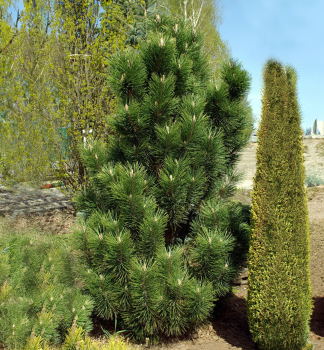 Borovica horsk GREEN COLUMN 50-60 cm, kont. 7,5 l