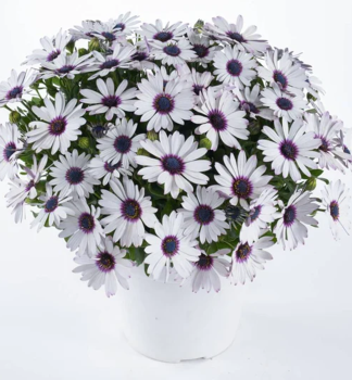Osteospermum (africk� sedmokr�ska) �OSTICA AMETHYST�, kont. 0,5 l