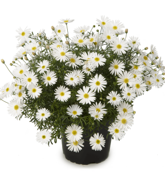 Kr�tkoch�pok �SURDAISY WHITE�, kont. 0,5 l