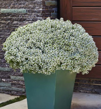 Lobul�ria previsnut� �WHITE STREAM�, kont. 0,5 l