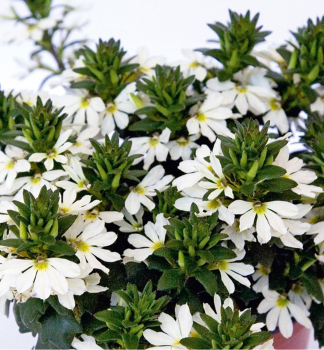 Vej�rovka �VENTIA WHITE�, kont. 0,5 l