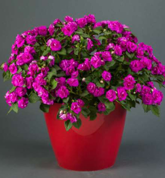 Net�kavka sult�nska �MUSICA ELECTRIC PURPLE�, kont. 0,5 l