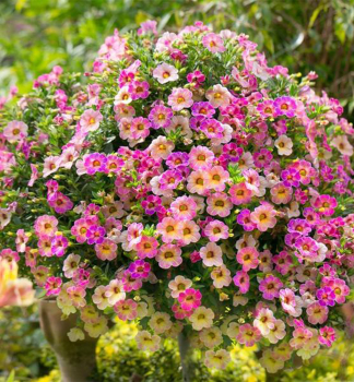 Minipet�nia previsnut� �CHAMELEON� PINK SPLASH�, kont. 0,5 l