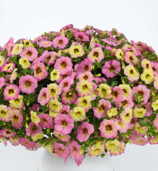 Minipet�nia previsnut� �OMBRE PINK�, kont. 0,5 l