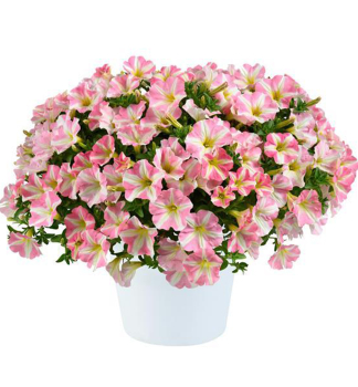 Pet�nia poloprevisnut� srdie�kovit� �AMORE� PRINCESS PINK�, kont. 0,5 l