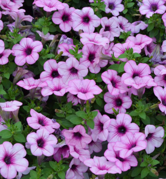 Pet�nia poloprevisnut� �CAPELLA� PINK LACE�, kont. 0,5 l