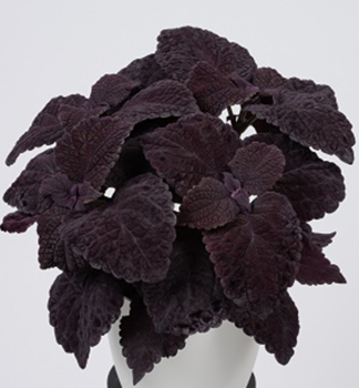 Koleus hybridn� (africk� p�h�ava) �COPINTO� MANHATTAN�, kont. 0,5 l