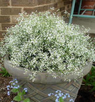 Mlie�nik �ubovn�kolist� �DIAMOND FROST�, kont. 0,5 l