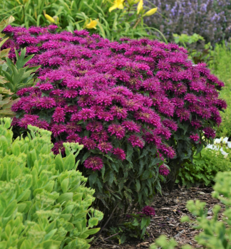 Monarda podvojn� �SUGAR BUZZ GRAPE GUMBALL�, kont. 0,5 l