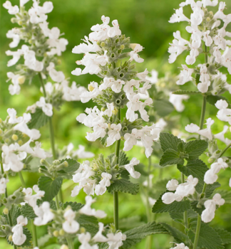 Kocrnik zhradn SNOWFLAKE kont. 0,5 l