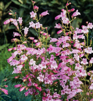 Dra��k hybridn� �EVELYN�, kont. 1 l